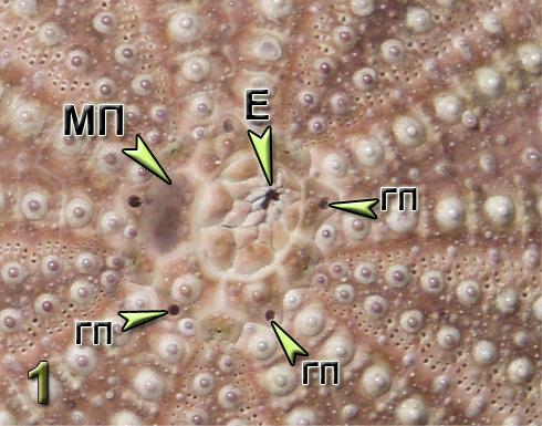1.Εισαγωγή 9 Εικόνα 1.3. (1) Η κορυφή του κελύφους του αχινού. Διακρίνονται η έδρα Ε, η μαδρεπορική πλάκα ΜΠ και οι γονοπόροι ΓΠ (2) Ο λύχνος του Αριστοτέλη, (Α) σε πλάγια όψη και (Β) σε κάτοψη 1.3.2 Υδροφορικό σύστημα Το υδροφορικό σύστημα σχετίζεται άμεσα με πάρα πολλές πτυχές της βιολογίας όλων των εχινοδέρμων.
