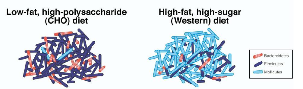 Μικροβίωμα και παχυσαρκία Στοιχεία από άνθρωπο λιγότερα ισχυρά Firmicutes >> Bacteroidetes σε
