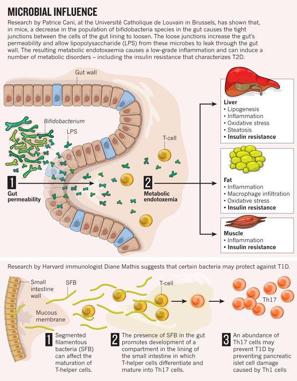 Εντερικό μικροβίωμα και αντίσταση στη ινσουλίνη (IR) Πειραματόζωα : Μειωμένα bifidobacteria στο έντερο αυξημένη διαπερατότητα ενδοτοξιναιμία IR - Χορήγηση προβιοτικών ή αντι TNF