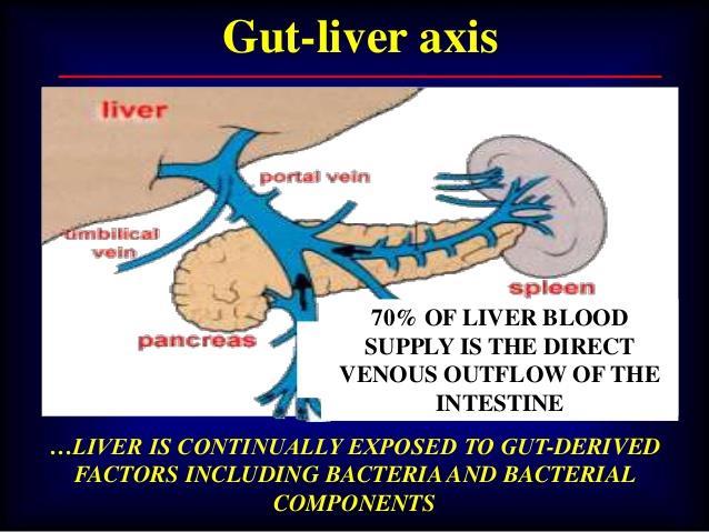 έντερο-ηπατικός άξονας Ήπαρ Στρατηγική θέση μεταξύ του αποικισμένου από βακτηρίδια εντέρου και τη στείρα συστηματική κυκλοφορία Συνεχής επαφή με βακτηρίδια του εντέρου μέσω πυλαίας
