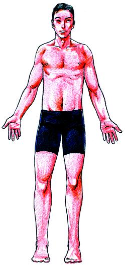 Το σώμα κεφάλι λαιμός στήθος μπράτσο κοιλιά μέση παλάμη δάχτυλο μηρός Ποιο μέρος του σώμα τος γυμνάζεται όταν.