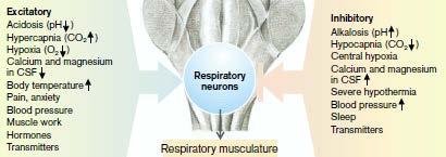 HIPERPNEA (KUSSMAULOVO DISANJE), HIPERVENTILACIJA povećanje u stopi i dubini disanja slični uzroci kao i kod tahipneje BRADIPNEJA, HIPOVENTILACIJA usporen ritam i dubina udisaja neadekvatna