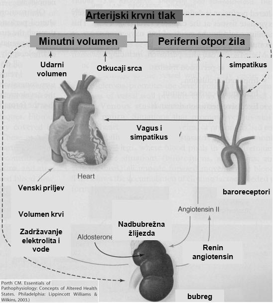 B) POREMEĆAJI KRVNI ŽILA Tlak u krvnim žilama HIPERTENZIJA visoi tlak HIPOTENZIJA-niski tlak HIPERTENZIJA: ARTERIJSKA HIPERTENZIJA iznad vrijednosti 140/90 mmhg (19/12 kpa) -ESENCIJALNA (PRIMARNA)