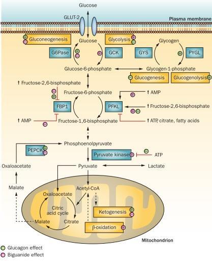 Εικόνα 8: Οι δράσεις της γλυκαγόνης και των διγουανιδινών στην γλυκονεογένεση και την ροή της γλυκόλυσης (23