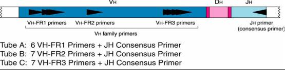 Ανίχνευση IGH κλωνικότητας 3 ομάδες εκκινητών ειδικές για την FR1, FR2 FR3 μεταβλητή περιοχή της βαριάς αλυσίδας της