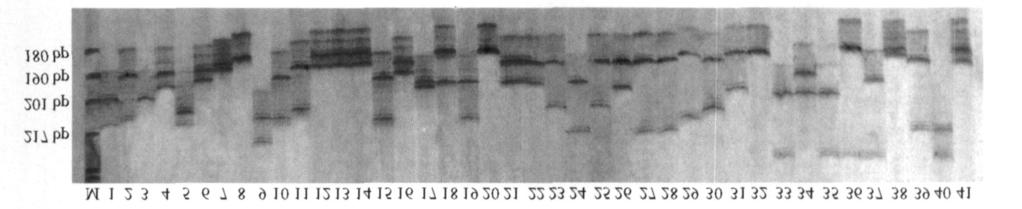2 : SSR 307 CTAB DNA, 1, DNA SSR ( Gianfranceschi et al., 1998; Yamamoto et al.
