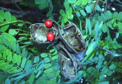 Η ΑΤ παράγεται από τους καρπούς του φυτού Abrus precatorius γνωστό και με την ονομασία rosary pea. Εικόνα 9. Φυτό Ricinus communis Εικόνα 10. Καρποί ρίκινου Εικόνα 11.