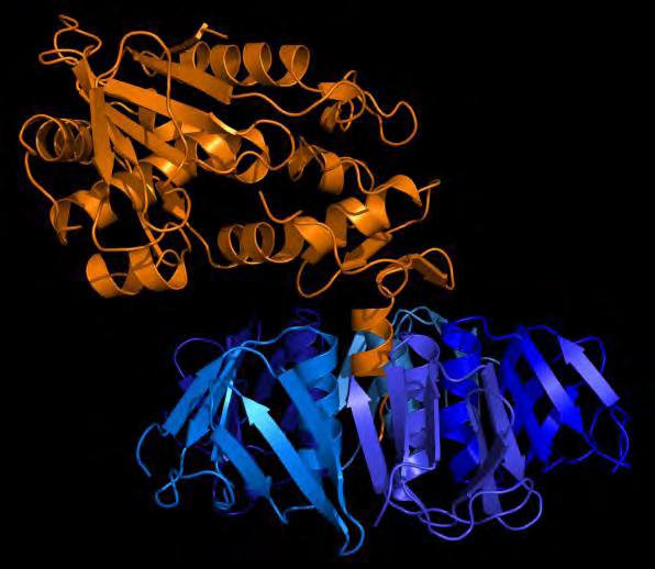 11.3 Δομή-κατηγοριοποίηση-φυσικοχημικές ιδιότητες Οι Shiga τοξίνες με μείζονες ομάδες τις Stx και SLtx -1 και SLtx -2 ανήκουν στις πρωτεΐνες ριβοσομικής απενεργοποίησης RIPs (ribosome inactivating