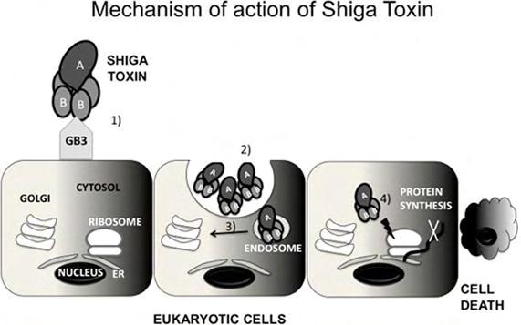 λιγότερο τοξική από την Stx2, αν και σε in vitro μελέτες και οι δύο εμφανίζουν παραπλήσια ενζυματική δράση ανά ng πρωτείνης 76.