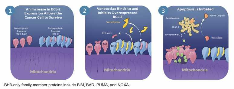 Venetoclax (Bcl-2 inhibitor) Venetoclax (ABT-199 / GDC-0199) is a potent, selective, orally bioavailable, smallmolecule, BCL-2 inhibitor1 MM cells