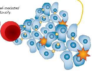 IMiDs και αναστολείς PD-1: συνεργική δράση στο ΠΜ; Cell mediated