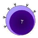 NK cell IMiDs Lenalidomide NK cell T-cell activation TC R DC
