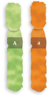 Το DNA είναι ένα εξαιρετικά επιμήκες και λεπτό μόριο, το οποίο όταν είναι περιελιγμένο και πακεταρισμένο, ονομάζεται χρωμόσωμα: δείξτε στους μαθητές την εικόνα ενός χρωμοσώματος.