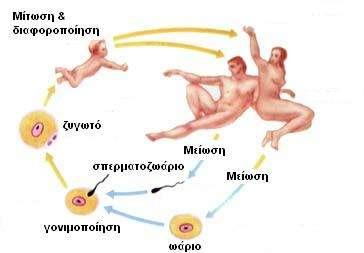 Η μείωση γίνεται σε μια ειδική κατηγορία διπλοειδών κυττάρων, που χαρακτηρίζονται ως άωρα γεννητικά κύτταρα.