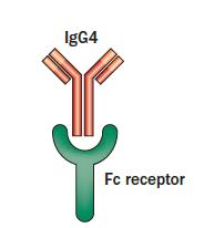 στην IgG4-RD είναι μια αναποτελεσματική προσπάθεια απομόνωσης του