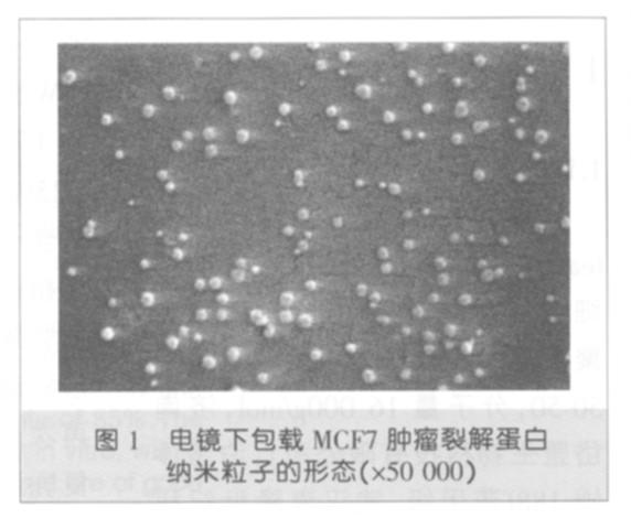 ); MCF7 (T cells+mcf7 ); MCF7 (MCF-NP) (T (1) cells+mcf7-np ) 72h MCF7 0.1μg/ml MCF7 (polydispersity 96 MCF7 indexpdi) 0.