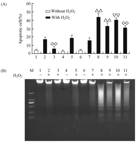 elevated exogenous WT AKT2 and DN-AKT2 in AKT2 / MCF-7 and DN-AKT2 / MCF-7 stable transfectants groups and decreased AKT2 levels in AKT2 sirna transfected groups respectively A Electrophoretic