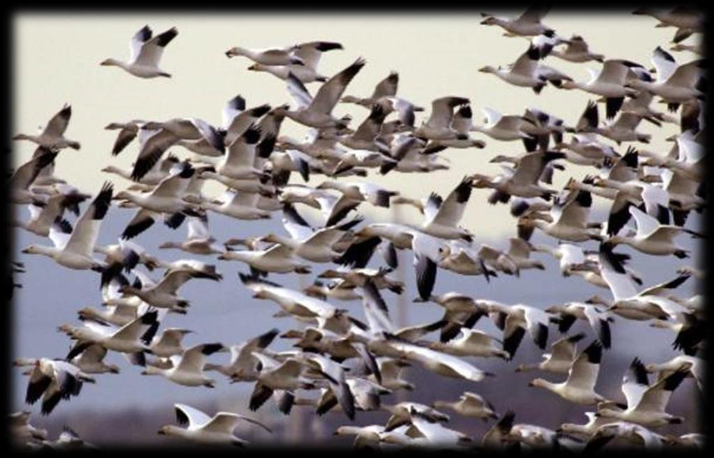 Αποδημητικά πουλιά της Κύπρου Όνομα: