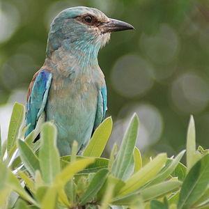 Κράγκα - Χαλκοκουρούνα Χαλκοκουρούνα γνωστή στην Κύπρο ως Κράγκα είναι πουλί αποδημητικό με έντονο γαλάζιο και μπλε χρώμα και ανήκει στην οικογένεια Κορακιίδες.
