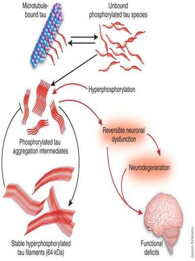 Hodnoty pro lidi, zvířata a životní prostředí Tau protein Stabilizácia mikrotubulov Patologicky hyperfosforilovaný Intraceluárne sa ukladá ako