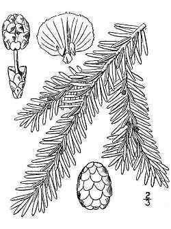 A07. Obrázok znázorňuje premenu:. B. Anatómia a fyziológia rastlín, húb B01. Jedľovec kanadský (Tsuga canadensis) je najtolerantnejší strom ku zatieneniu, prežíva už pri 5% osvetlení.
