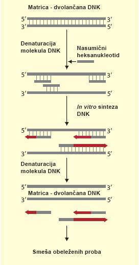 Metoda nasumičnog sparivanja Smeša nasumičnih heksanukleotida sadrži 4.