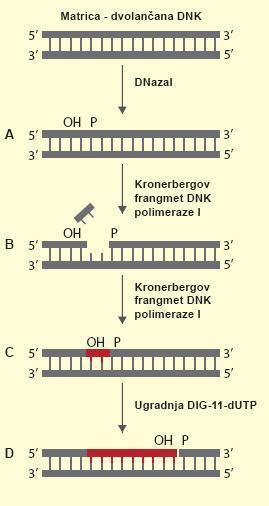 Translacija sa prekidom Nick translacija U toku sinteze DNK, Kornebergov fragment ugrađuje i obeleženi nukleotid, na primer