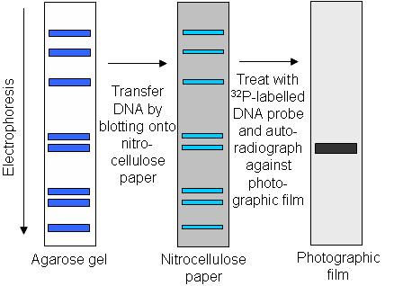 razdvojenih fragmenata DNK sa gela na membranu i hibridizaciji