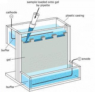 Southern blot hibridizacija Gel je inertna podloga koja obezbeđuje kretanje