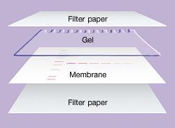Transfer fragmenata DNK sa gela na membranu Dobijeni