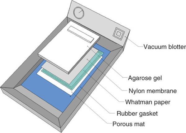 Elektroforetski transfer Vakuum transfer Odvija se između dva seta paralelnih elektroda u posebnoj aparaturi Nije praktičan za nitrocelulozne membrane jer puferi