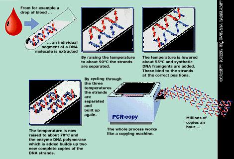 Polymerase Chain Reaction, PCR) 1983.