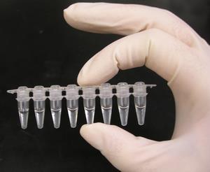 PCR reakciona smeša je volumena od 5 do 100 l i sadrži komponente potrebne za in vitro sintezu DNK uzorak DNK, matrica koja se kopira; Prajmere, oligonukleotide komplementarane krajevima sekvence
