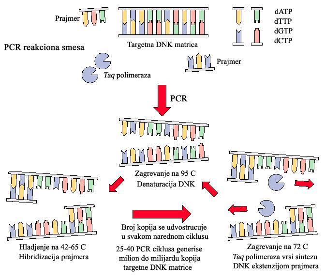 Ponavljanje ciklusa, od kojih se svaki sastoji od denaturacije DNK, hibridizacije prajmera i ekstenzije hibridizovanih prajmera