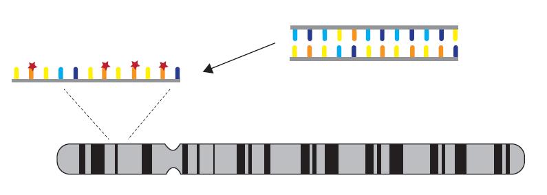 Fluorescentna in situ hibridizacija - FISH Detekcija specifičnih regiona molekula DNK u citološkom materijalu fiksiranom na mikroskopskim pločicama Proces sparivanja jednolančanih polinukleotida iz