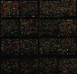 Analize na genskim čipovima Svaku analizu zasnovanu na korišćenju genskih čipova
