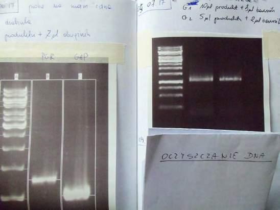 Transposition Project transposition is devoted for the topic of fear of GMO.