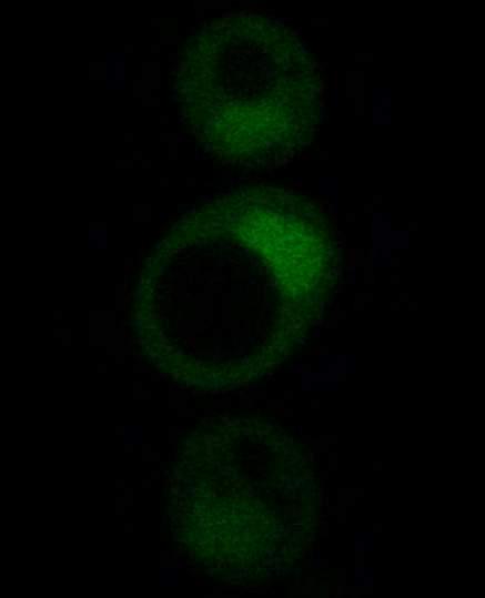 new or unfamiliar to them. They have to be seduced to engage with it. This attraction or seduction in our case is The Transcendental Yeast.