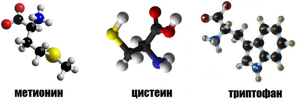 Ақуыз биосинтезіне жиырма шақты а-аминқышқылдары қатысады. Олардың біразы алмаспайтын аминқышқылдары.