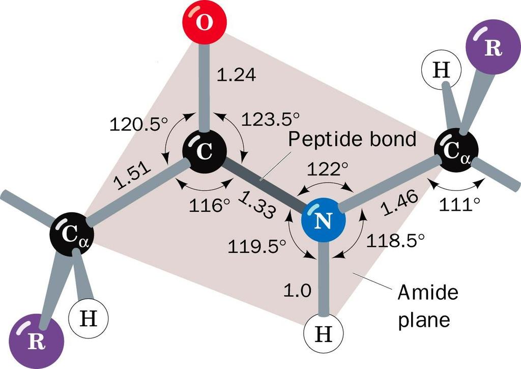 Trans-peptidna vez.