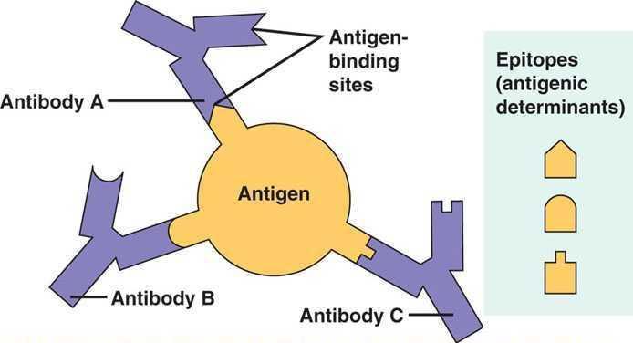 ANTIGÉNY Epitopes (antigenic determinants).