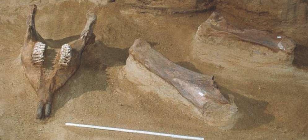 8. Η θέση Μηλιά 1, Γρεβενών, με το ζεύγος των γιγαντιαίων χαυλιοδόντων, μήκους 4,39 μ., που είναι επίσης καταχωρημένοι στο βιβλίο των ρεκόρ Γκίνες.