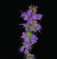 korigens chuti Hyssopi herba, Hyssopus officinalis (yzop lekársky), Lamiaceae silica