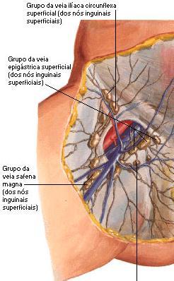 Superficial circumflex ilaic v.