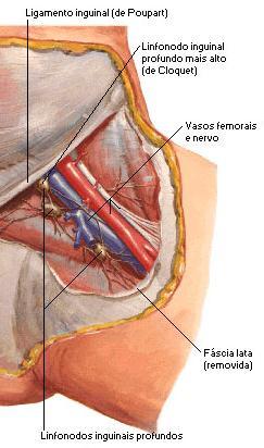 epigastric v. Lateral cutaneous v.