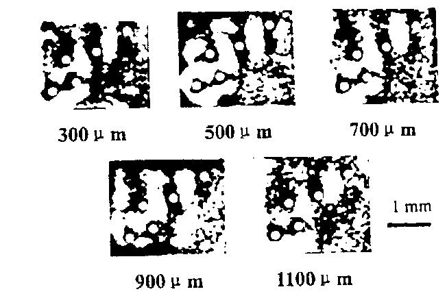 num bers under each figure rep resent the o rientations of stim ulus grating used.