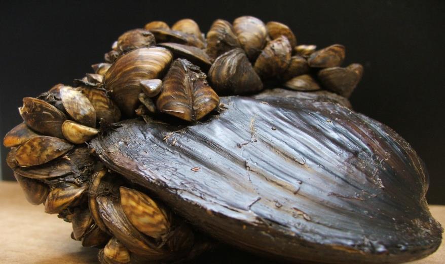 20 Τα ζέμπρα μύδια (Ευρωπαϊκό Μύδι Zebra Mussel) προέρχονται από την Ευρασία και μεταφέρθηκαν στον Καναδά στην περιοχή των μεγάλων Λιμνών.