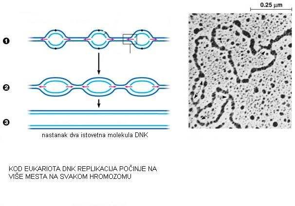5 vrsta DNK polimeraza: α, β, γ, δ i ε (poznato još 10tak polimeraza).