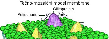 - Membranski