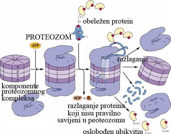 mostova) Signalna sekvenca polipeptida